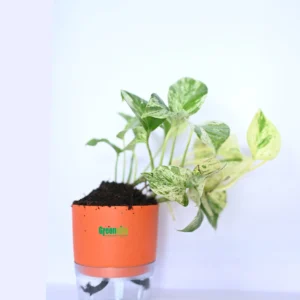 Money Plant Variegata (Epipremnum aureum Variegata)