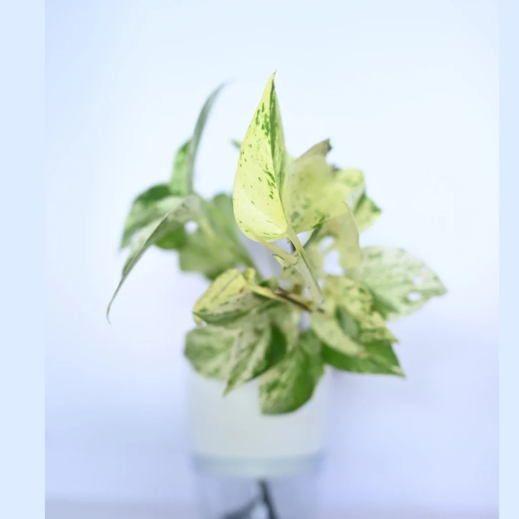 Golden Pothos (Epipremnum aureum)