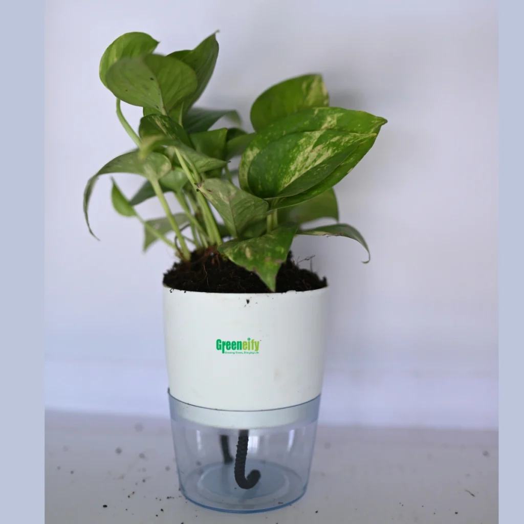 Green Money Plant (Epipremnum aureum)