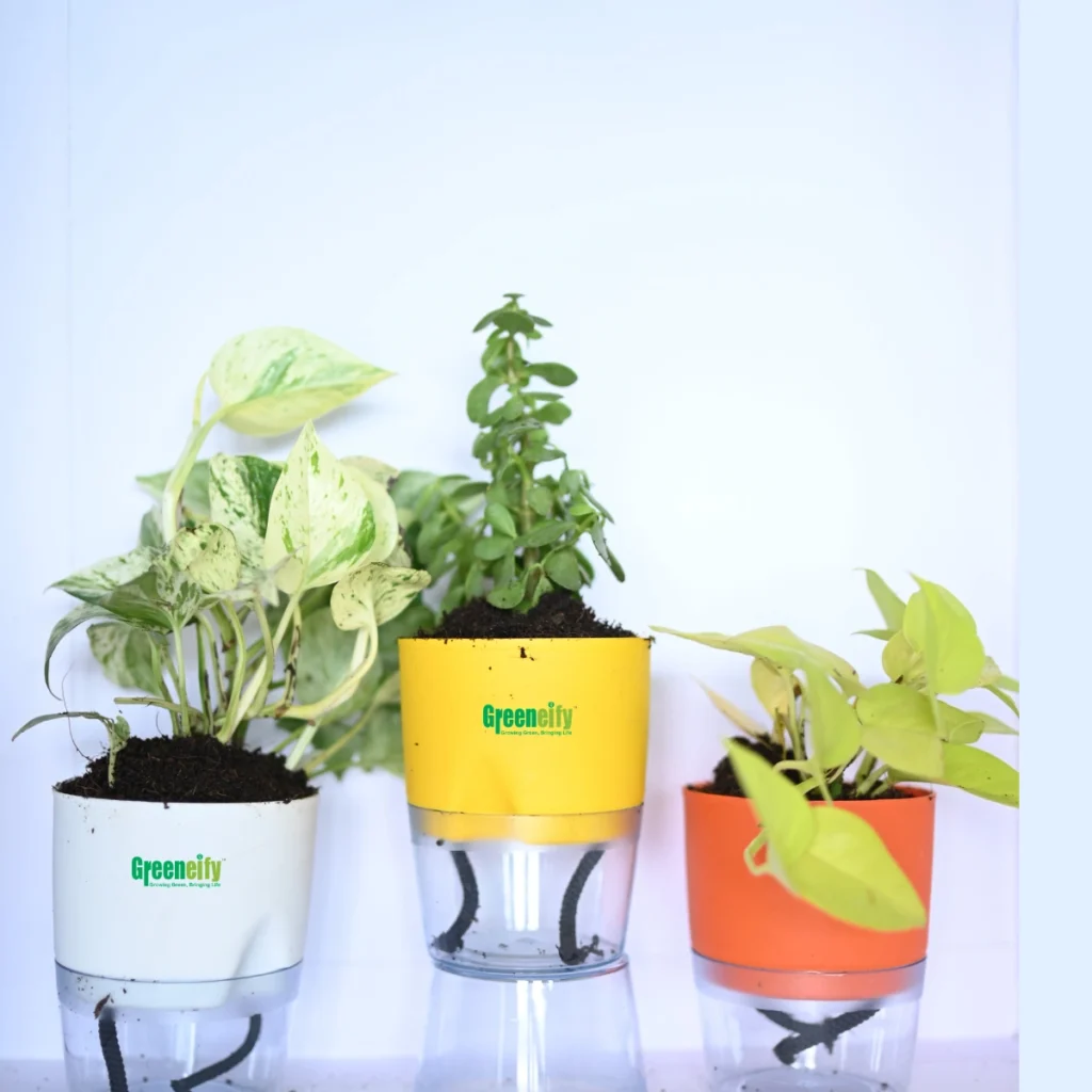 Best of 3 combo Jade Plant money plant N,joy,gold