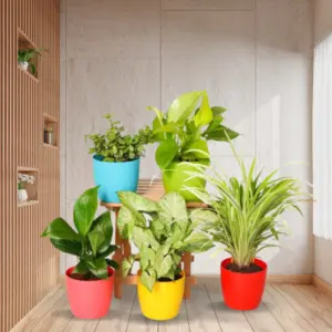 Best of 5 combo air purified plant