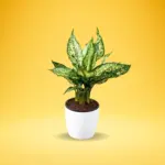 Aglonema white (Aglaonema commutatum)