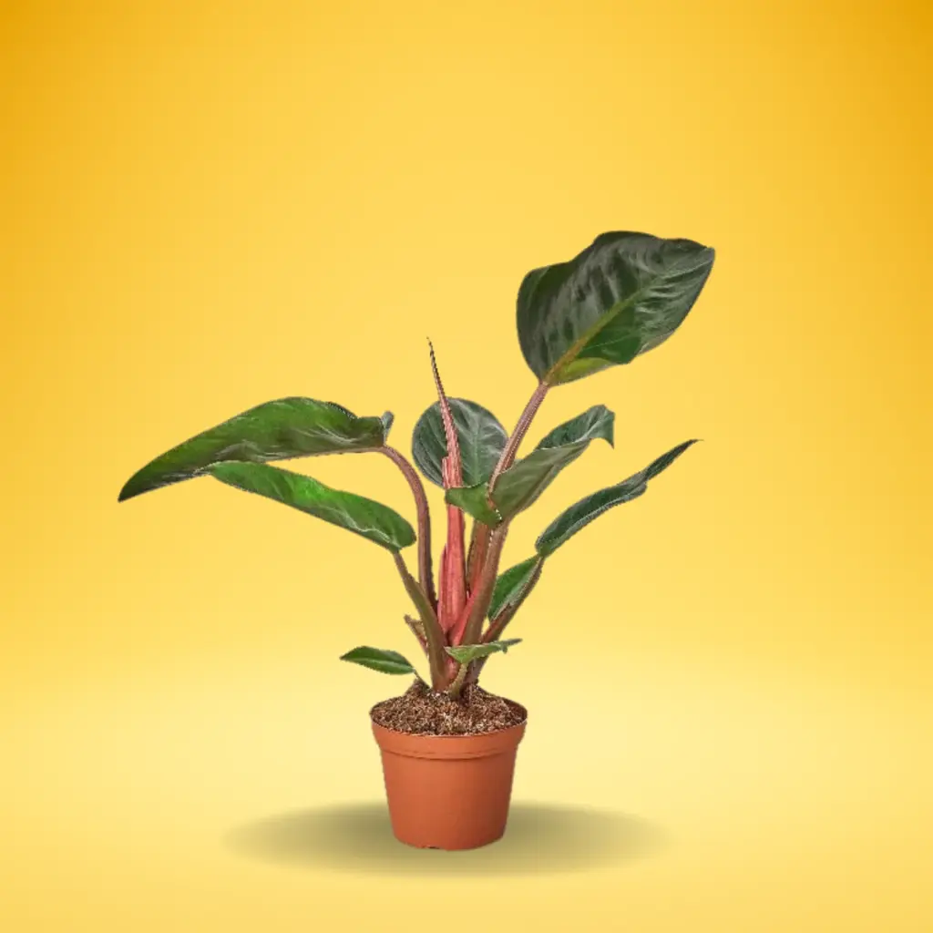 Philodendron Red