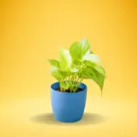 Golden Money Plant (Epipremnum aureum)