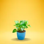 Green Money Plant (Epipremnum aureum)