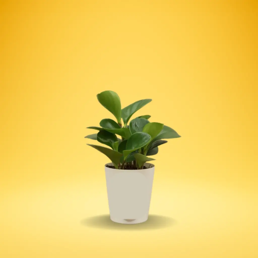 Buy Peperomia Green online