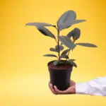 Rubber Plant (Ficus elastica)