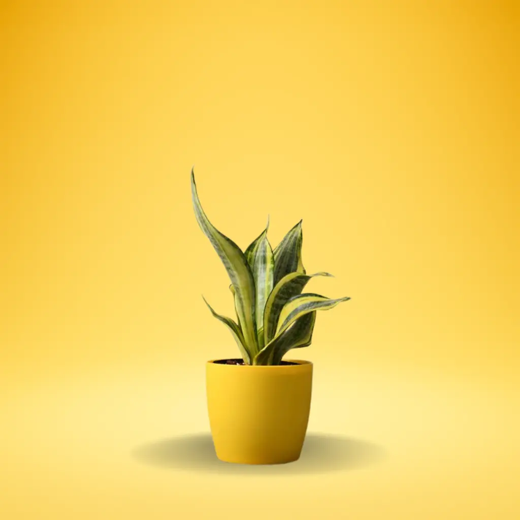 Snake Plant Golden