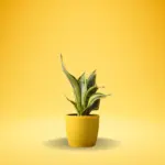 Snake Plant Golden (Sansevieria trifasciata 'Golden Hahnii')