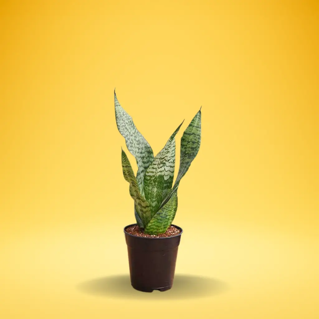 Buy Snake Plant Green online