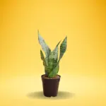 Snake Plant Green (Sansevieria trifasciata)