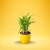 Buy Spider Plant online
