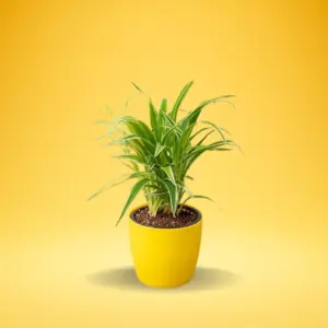 Buy Spider Plant online