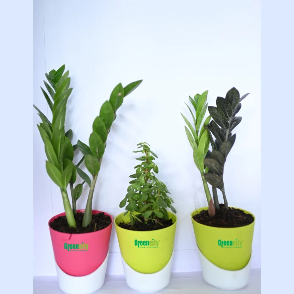 Best of 3 combo zz plant black green Jade plant