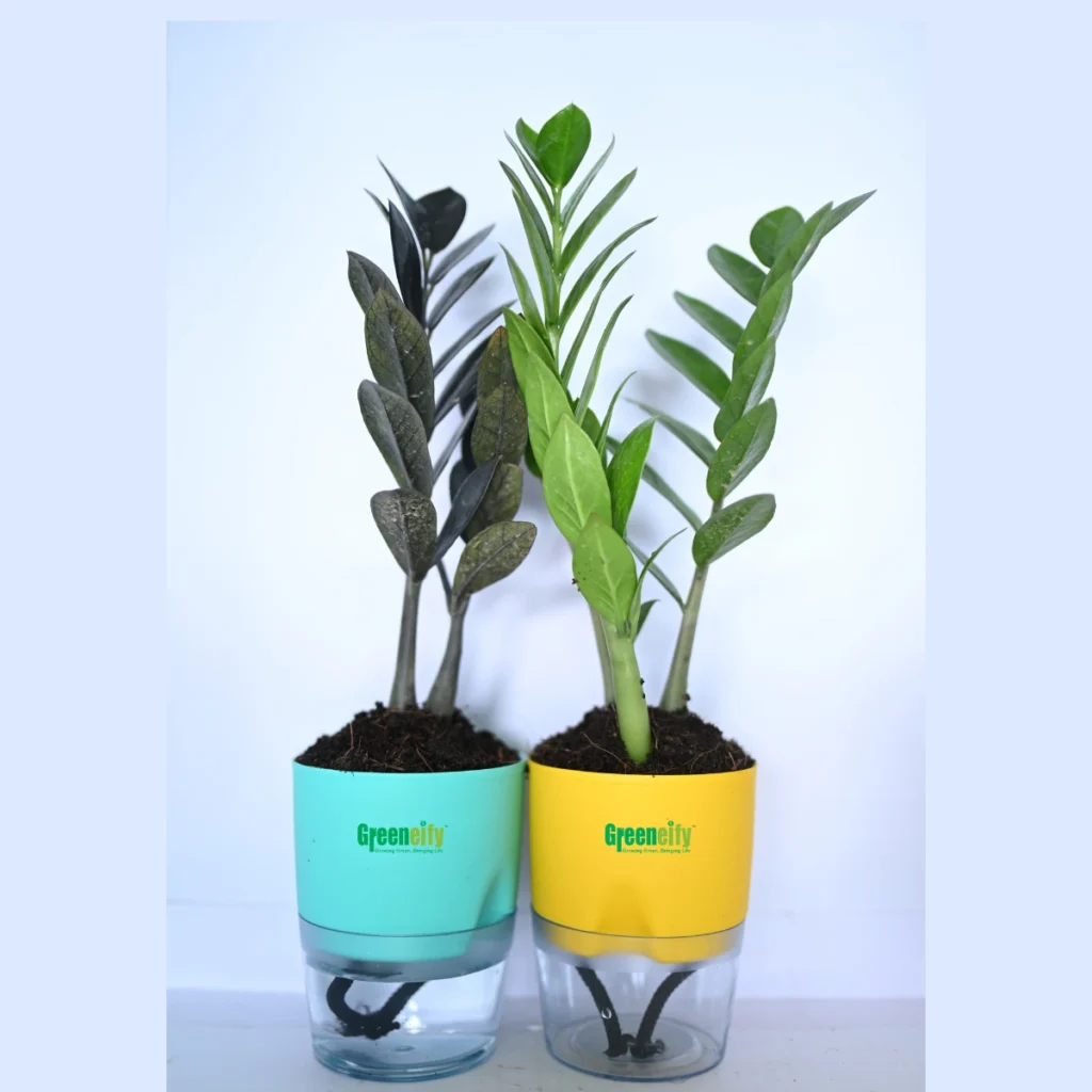 Zz Plant Green or Black combo(pack of 2)