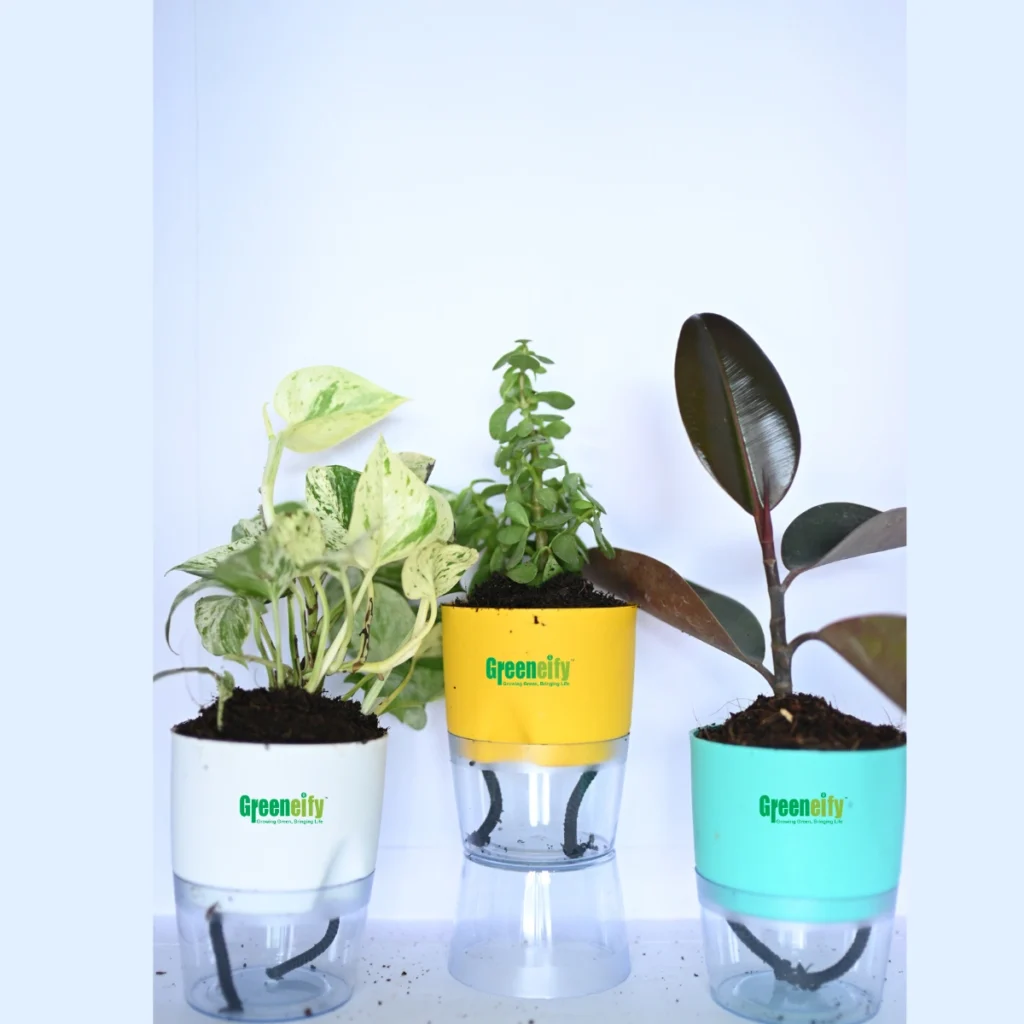 best of 3 indoor plant combo pack